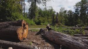 Best Commercial Tree Services  in Nyon Lake, CA