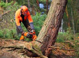 Best Storm Damage Tree Cleanup  in Nyon Lake, CA