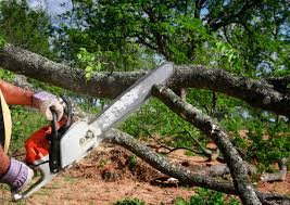 Best Tree Trimming and Pruning  in Nyon Lake, CA