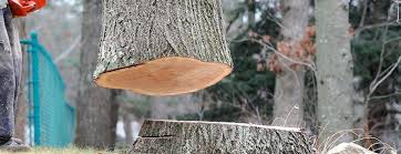 Best Tree Disease Treatment  in Nyon Lake, CA