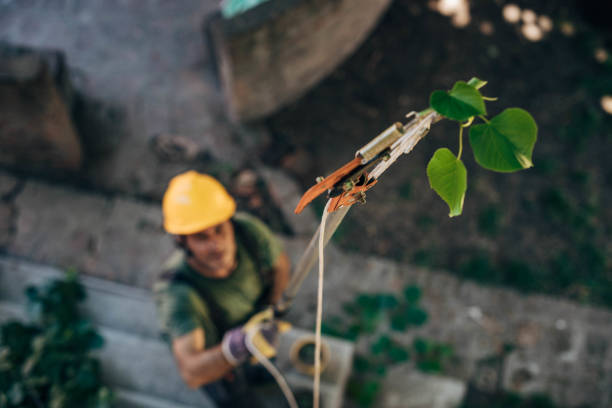 Best Tree and Shrub Care  in Nyon Lake, CA