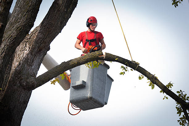 Best Tree Risk Assessment  in Nyon Lake, CA
